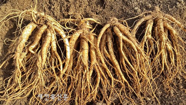 기사 대표 이미지