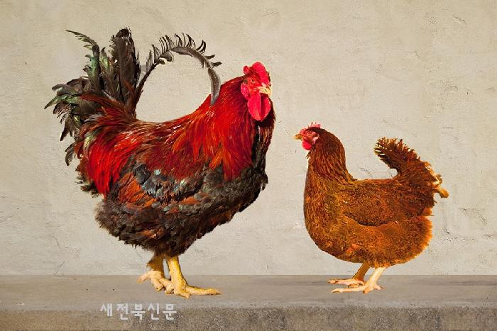 토종닭 이미지