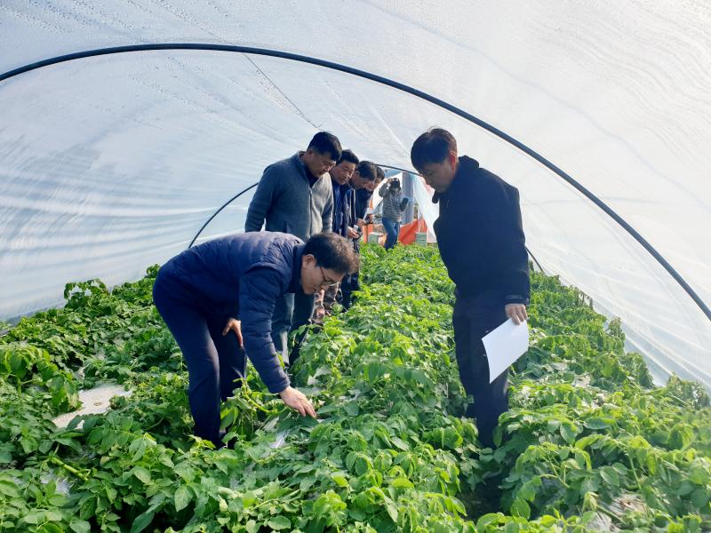 농진청, 완주군 겨울 시설감자 재배 농가 방문