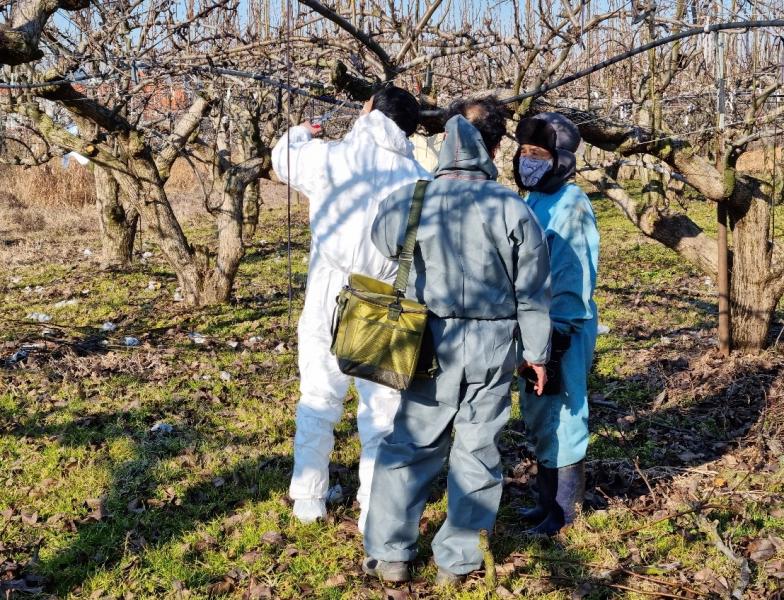 전북농기원, 겨울철 과원 궤양제거 자가예찰 당부
