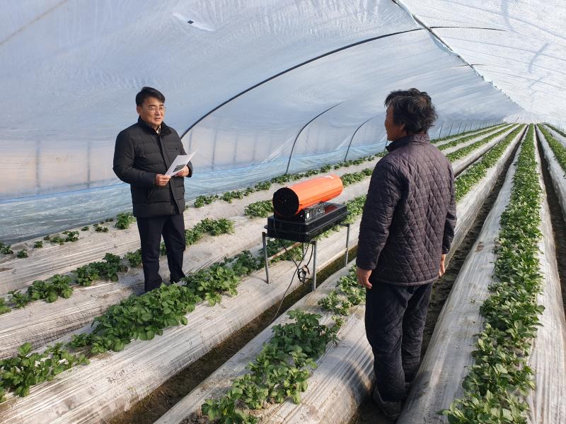 농촌진흥청, 시설재배 감자 한파 대비 현장 점검