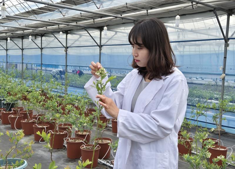 전북농업기술원,  블루베리 품종 육성 새로운 연구 방향으로