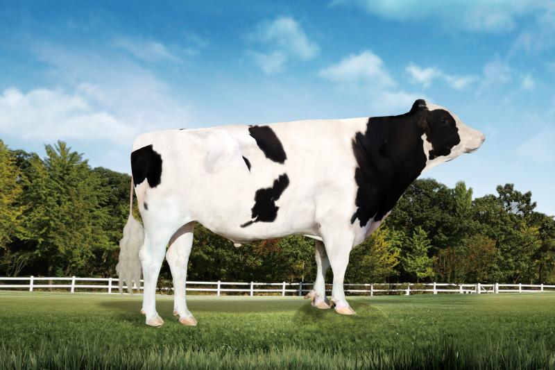 젖소 혈통 정확성 향상…젖소 씨수소 혈통확인친자감정 유전자 정보 제공