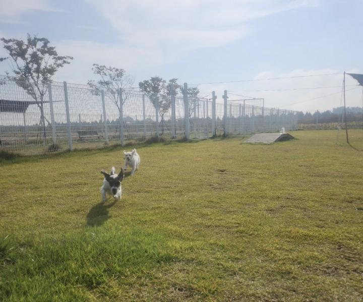 부안군, 2026년 반려동물 놀이터 조기 개장
