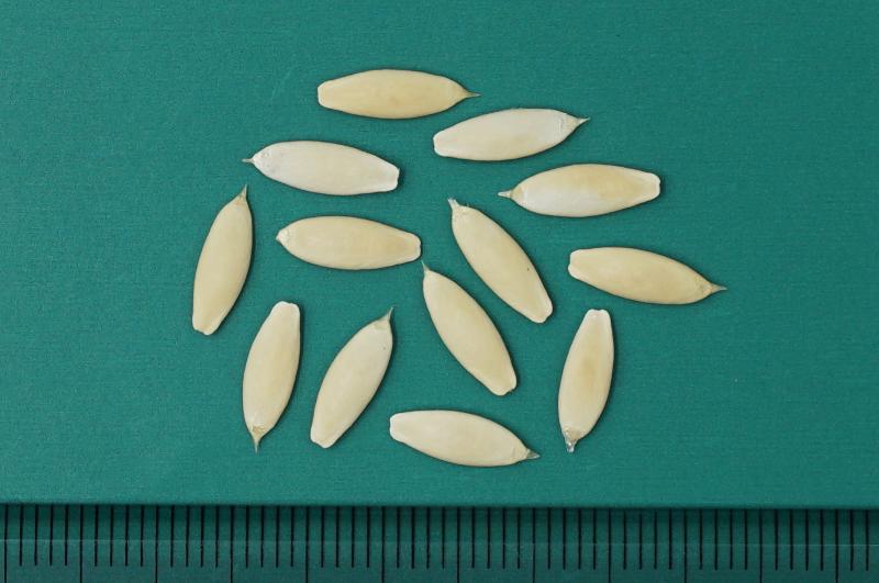 ‘생활 밀착형 토종자원’도 국가가 안전 보존한다.