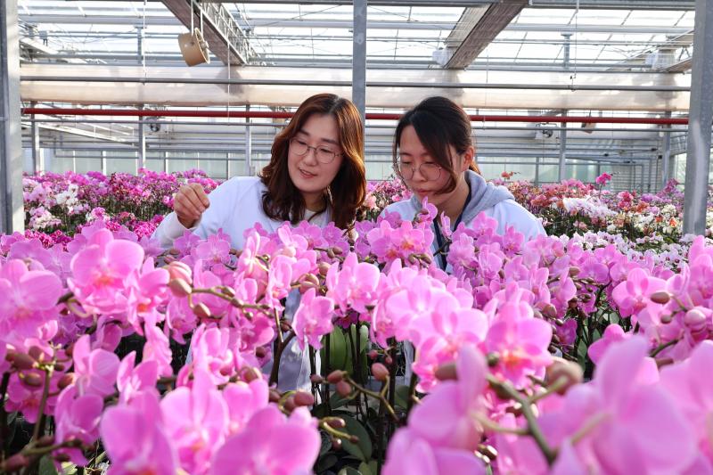 입춘에 찾아온 봄빛 난(蘭), ‘팔레놉시스·심비디움’ 유망 품종 공개