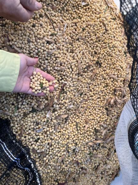 2026년도 전작물(콩·팥) 정부 보급종 신청하세요!