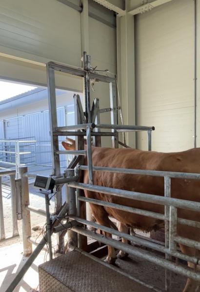 통로 지나면 자동 보정…가축 보정 기술 상용화 기반 마련