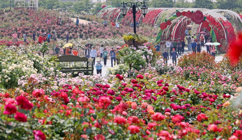 치즈와 함께하는 첫 번째 임실N장미축제 5월 개최 