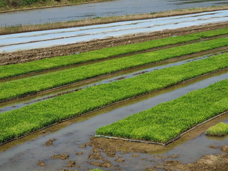  벼농사 첫걸음, 병해충 사전 차단 나선 익산시