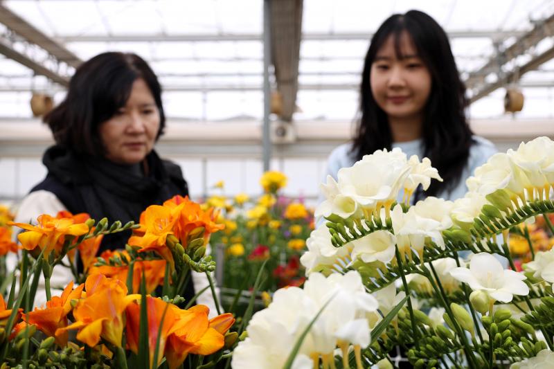 “형형색색 국산 프리지어 한자리에” 시장 경쟁력 검증