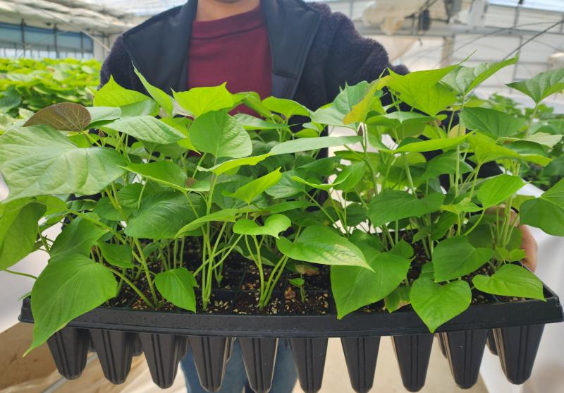 고창군, 고구마 조직배양묘 2만주 공급