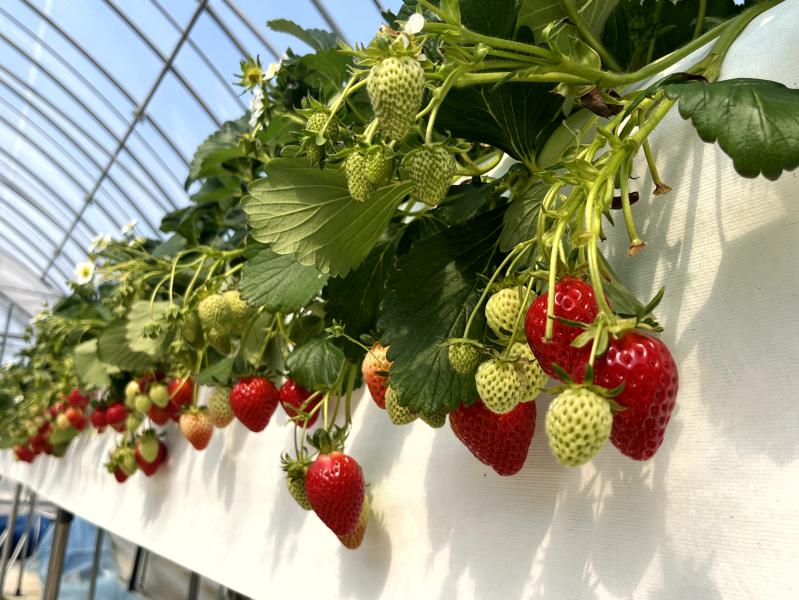 봄철 딸기 품질 지키기 ‘환경·양분·병해충’ 관리 요령 제시