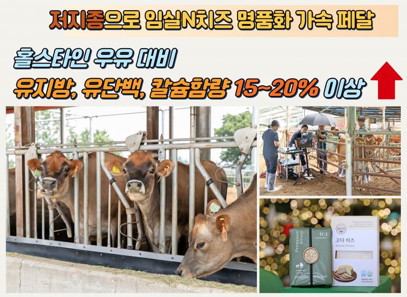 치즈 본고장 임실군, 저지종으로 임실N치즈 명품화 가속 페달