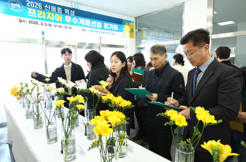 전북농기원, 프리지아 우수계통 평가회 개최로 국산 품종 경쟁력 강화