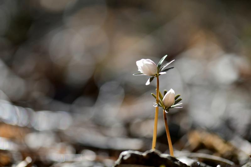 ■ 봄의 전령 '변산바람꽃' 활짝