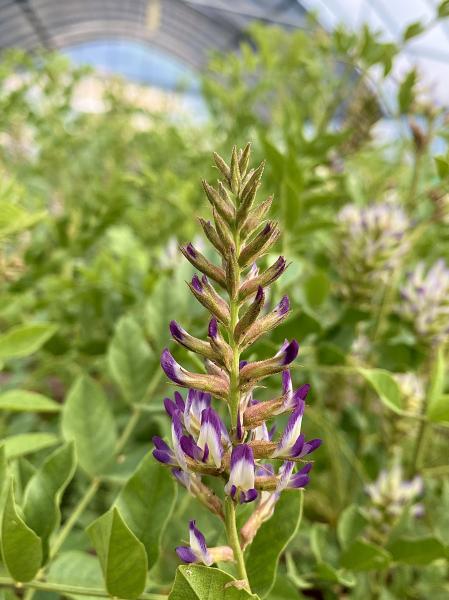 감초 국산화 앞당길 ‘종자 수확 최적 시기’ 밝혀