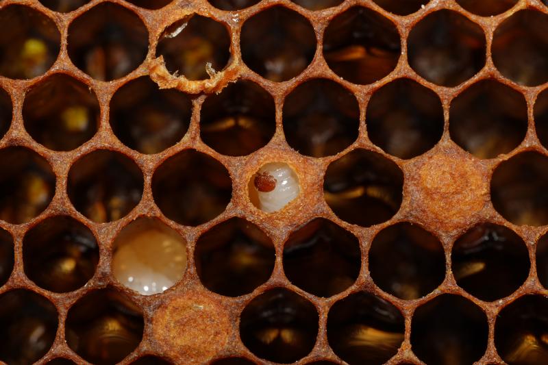 봄철 꿀벌응애 초기 방제 “양봉 농사 성패 좌우”