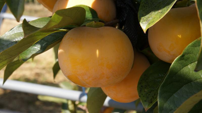 단감 ‘감풍’ 면적 2년 새 2배, 고품질 시장 수요 대응 보급 확대