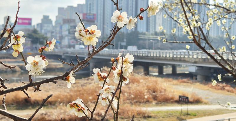 ■ 꽃샘추위 속 백매화 활짝
