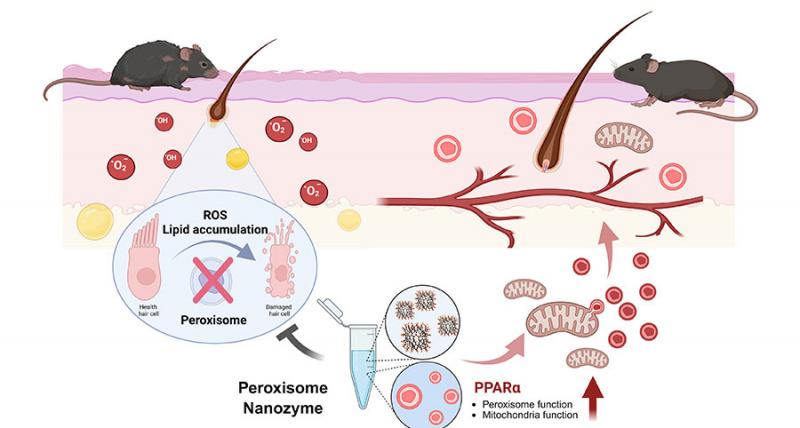 원광대 자바대학원 진은정 교수팀, 퍼록시좀 기반 탈모 원인 규명