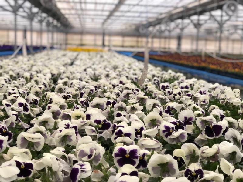 <사진> 10만 송이 꽃으로 물드는 전주