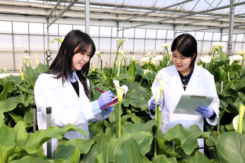농진청 화훼 온실에서 연구원들 ‘백색 칼라(Calla)’ 유전자원 생육 살펴