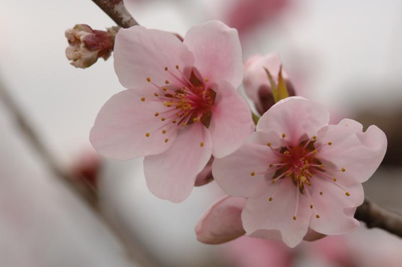 ‘과수 꽃, 최근 10년 평균보다 늦게 필 전망’ 기상 변동 주의