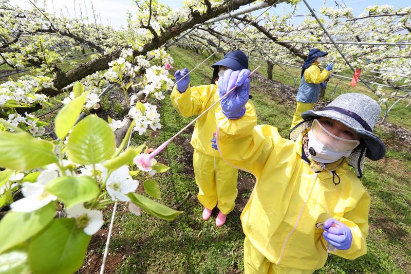 ‘배 농사 현안, 산업 발전 방안’ 현장과 공유