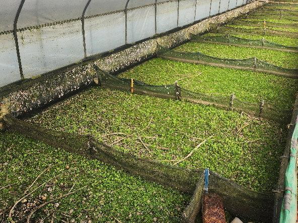 무주군 친환경 우렁이농법 지원 사업 추진