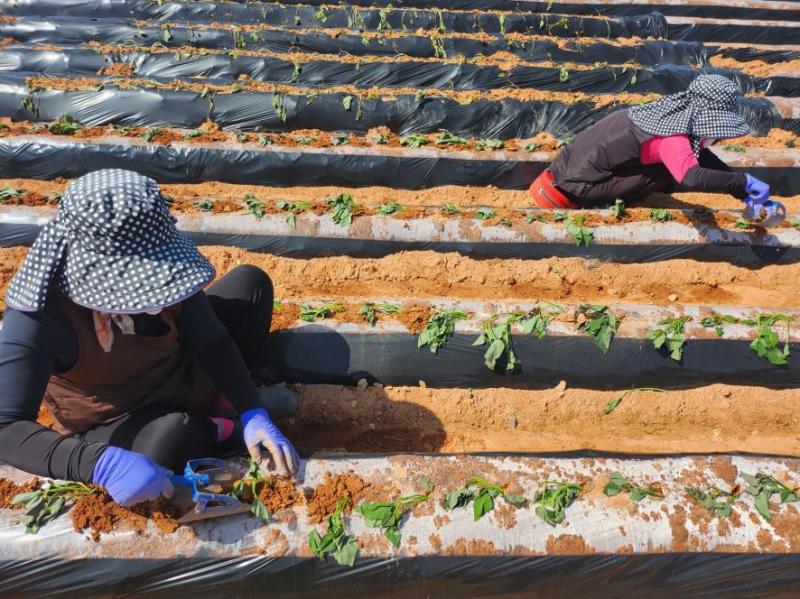 고구마 안정 생산, ‘아주심기’ 전후 철저한 관리가 핵심