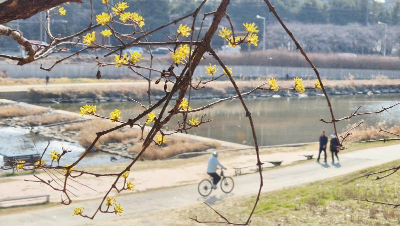 샛노란 산수유 활짝