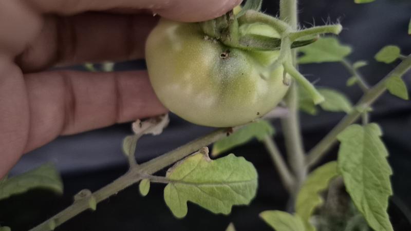 토마토뿔나방·잎굴파리 혼동 주의, 정확한 구분이 피해 줄여