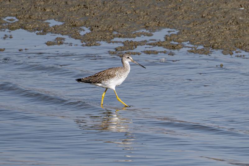 [단독] 사라진 '큰노랑발도요' 33년 만에 고창에서 발견