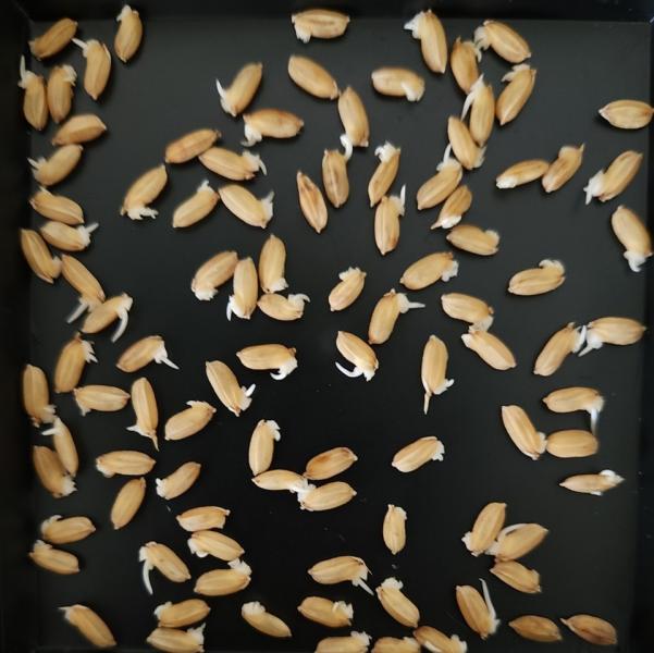 올해 볍씨는 꼭! 이렇게 소독·육묘 하세요