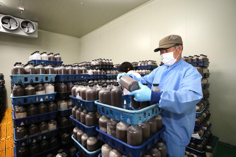 무주군 고품질 천마 종균 보급