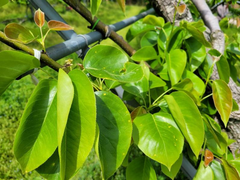 예측 정보 따라 2~3회 약제 살포, 약해 없이 과수화상병 예방 효과