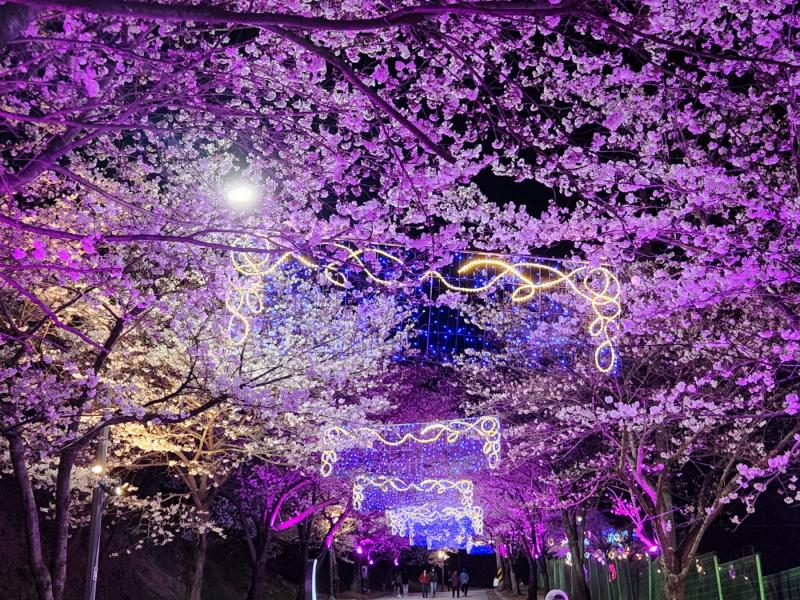 [기획] “봄, 봄, 봄” 다시 피어난 설렘 '제4회 고창 벚꽃축제’