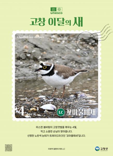 고창군, 4월 ‘고창갯벌 이달의 새’로 ‘꼬마물떼새’ 선정