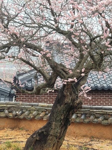 ‘화(花)들짝’  서원에 핀 연분홍 꽃밥은 화사하다