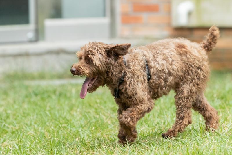 반려견도 사람처럼 ‘유전자 균형’ 맞추는 핵심 열쇠 세계 최초 확인