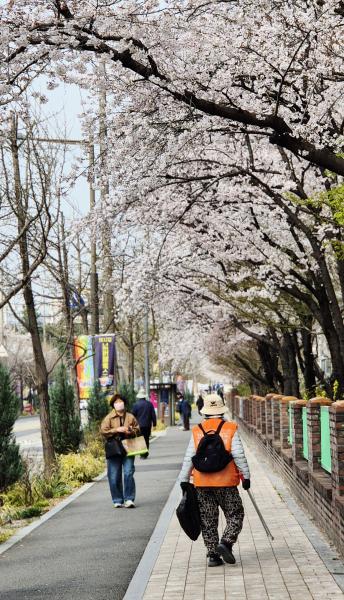 전북 곳곳서 벚꽃향연