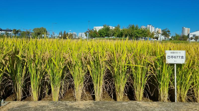‘신동진1’ 질소비료 감축…농가 경영비 줄이고, 쌀 품질 높인다