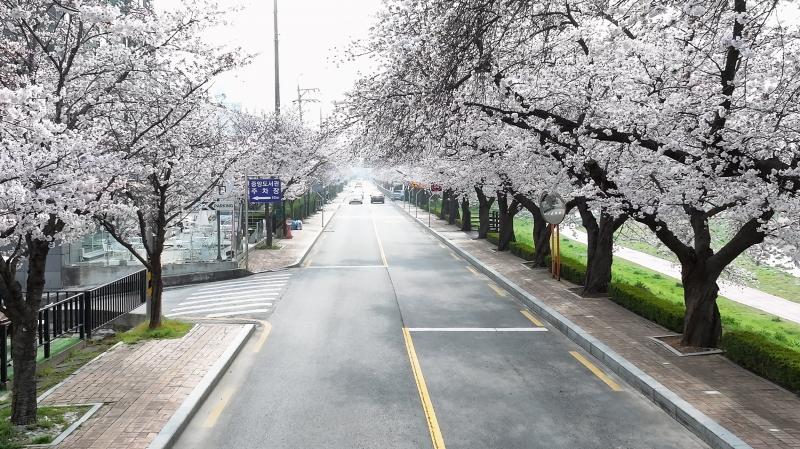 정읍시, ‘2026 벚꽃축제’ 3일 화려한 개막. 연분홍빛 봄의 향연”
