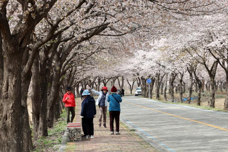 제7회 설천면 뒷작금 벚꽃축제