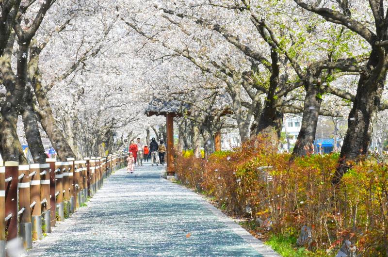 순창 옥천골 벚꽃축제  발길잡고 경천 양지천 '힐링'