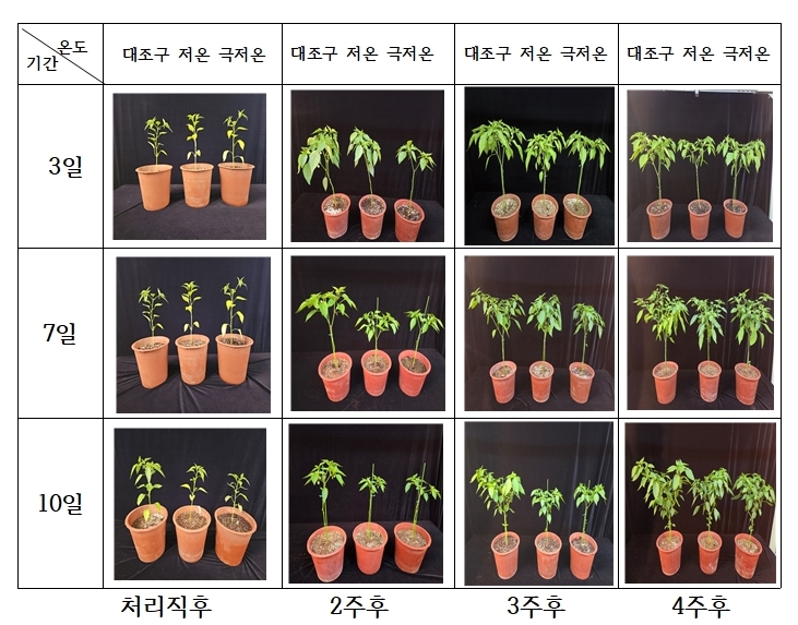 고추, 아주심기 시기 저온 노출 기간 길수록 생육 ‘뚝’