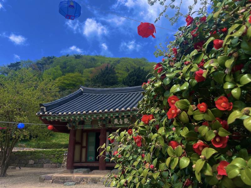 꽃비 내리는 선운사서 동백꽃 추억 담아볼까