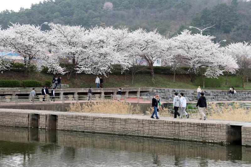 정읍 벚꽃축제, 21만 명 찾고 2억 5.000만원 썼다. “지역 경제 효자 노릇 톡톡”

