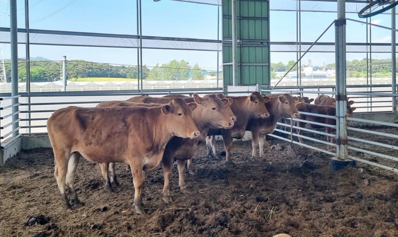  정읍시, 여름철 재해 대비 축사 시설 선제 점검. “농가 피해 최소화 총력”
